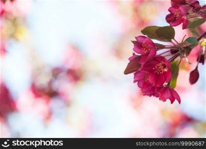 A cluster of vibrant, pink crabapple flowers bloom in springtime.. Crabapple Flower Cluster 