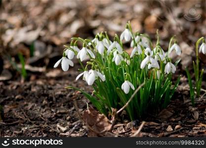 A cluster of white galanthus flowers bloom in a spring forest.. Galanthus Flower Cluster