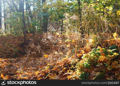 a cobweb in the forest, the sun through autumn wood. the sun through autumn wood