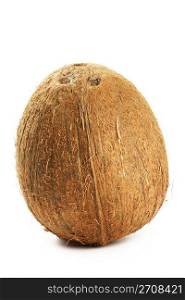 a coconut. one brown coconut on white background
