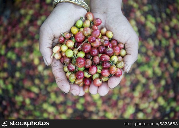 a coffee plantation in the hills of Mae Tha near the city of Lampang in North Thailand.. THAILAND LAMPANG COFFEE PLANTATIONS