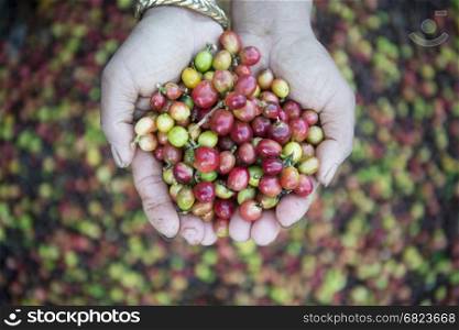 a coffee plantation in the hills of Mae Tha near the city of Lampang in North Thailand.. THAILAND LAMPANG COFFEE PLANTATIONS