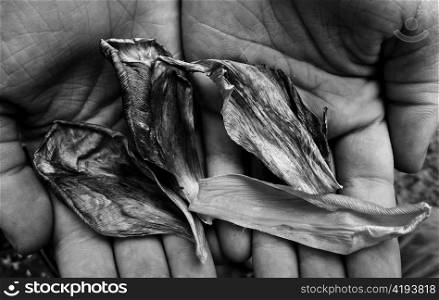 A collection of dried tulip petals being offered in open hands.