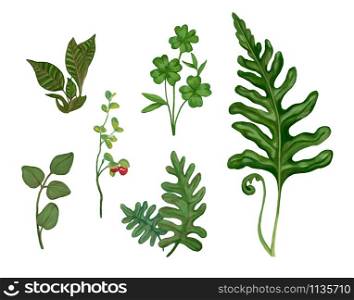 A collection of ferns and other forest plants. Acrylic realistic drawing. Botanical sketches isolated on white background. Drawn elements for design.