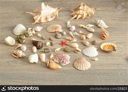 A collection of seashells on a wooden background