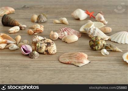 A collection of seashells on a wooden background