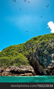 A colony of Great Fregatebirds   Fregata minor  Flying in the blue clear sky above Aride Island, Seychelles