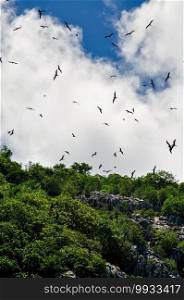 A colony of Great Fregatebirds   Fregata minor  Flying in the blue clear sky above Aride Island, Seychelles