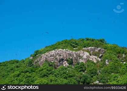 A colony of Great Fregatebirds   Fregata minor  Flying in the blue clear sky above Aride Island, Seychelles