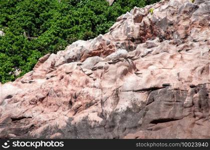 A colony of Great Fregatebirds   Fregata minor  nesting on the cliff of granite rock in Aride Island, Seychelles