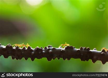 A colony of Weaver ants walking on the vine at sunrise.