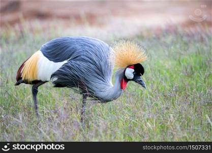 A colorful bird in the savannah of Kenya. Colorful bird in the savannah of Kenya