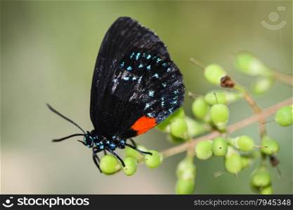 A colorful Eumaeus Atala butterfly sitting on a red Lily.