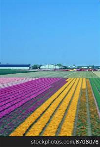 A colorful field of Tulips in The Netherlands.