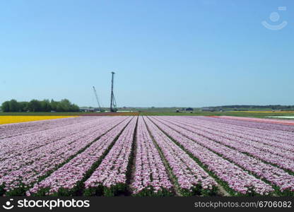 A colorful field of Tulips in The Netherlands.