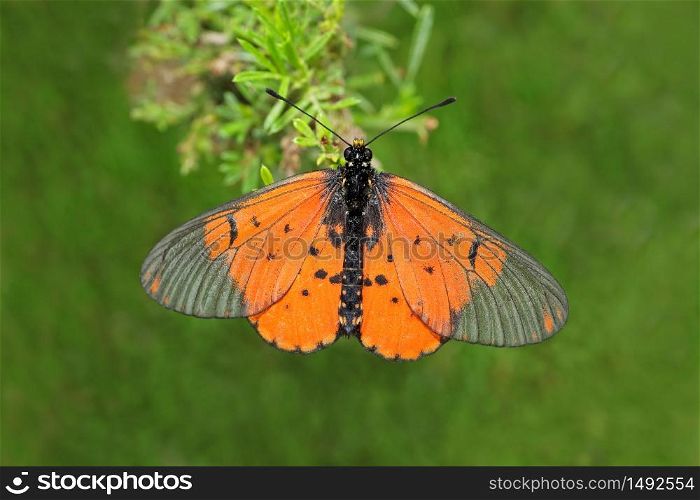 A colorful garden acraea butterfly (Acreae horta) sitting on a plant, South Africa