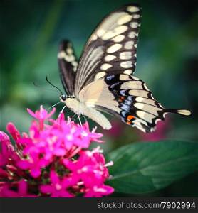 A colorful Giant Swallowtail Papilio Cresphontes butterfly.