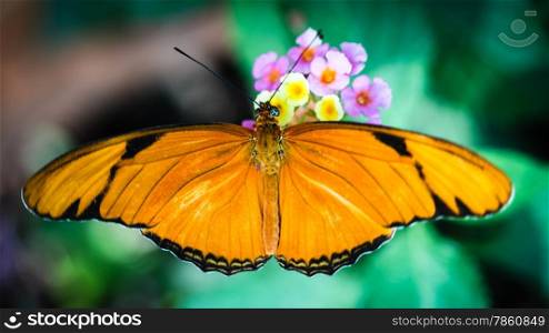 A colorful Julia Heliconian Dryas Julia butterfly.