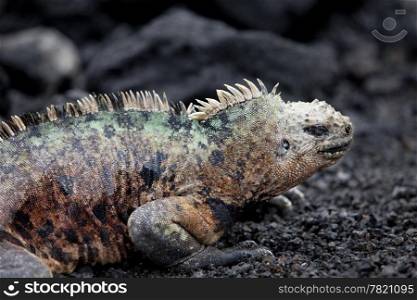 A colorful male marine iguana (amblyrhynchus cristatus) on a beach near Isabel Island in the Galapagos Islands during mating season.