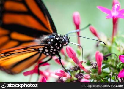 A colorful Monarch Danaus Plexippus butterfly.