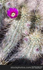 A colorful pink flower energes on a thorny desert cactus