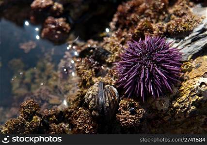 A colorful purple sea urchin found in a tidal pool on a beach in California.