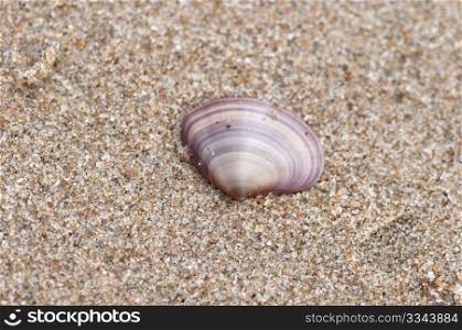 A colorful shell isolated on the beach sand