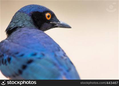 A colorful Superb Starling in Tanzania's Ngorongoro Crater