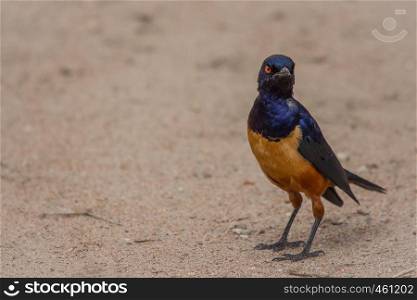 A colorful Superb Starling in Tanzania's Ngorongoro Crater
