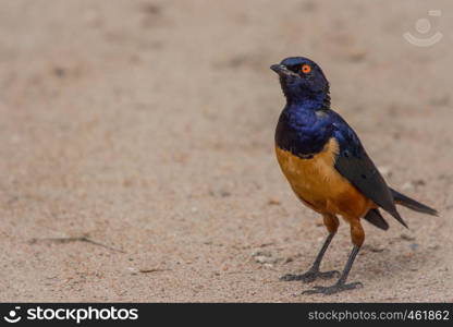 A colorful Superb Starling in Tanzania's Ngorongoro Crater