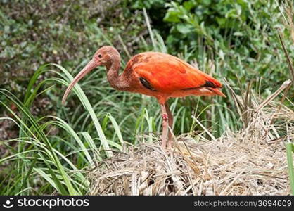 A colourful bird