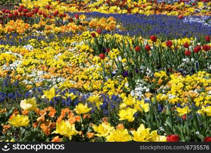 A colourful floral display at Floriade, Canberra, Australia