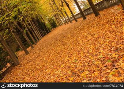 a colourful path of red and yellow leaves in a park