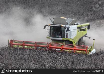 A combine harvester cutting a crop of horse bean or field bean and type of broad bean with smaller, harder seeds that is used for animal feed. Yorkshire in the United Kingdom.