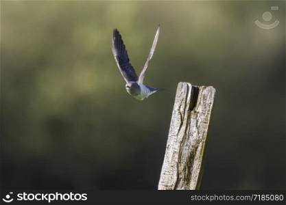 A common cuckoo is sitting on a post