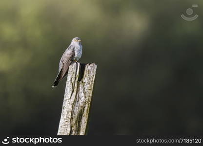 A common cuckoo is sitting on a post