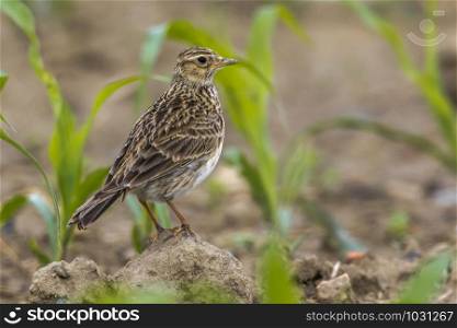 A common skylark is searching for fodder on a field