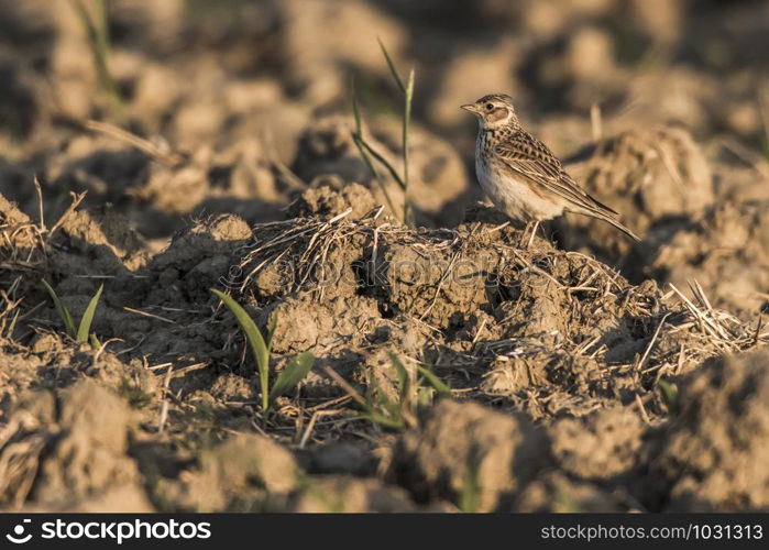 A common skylark is searching for fodder on a field