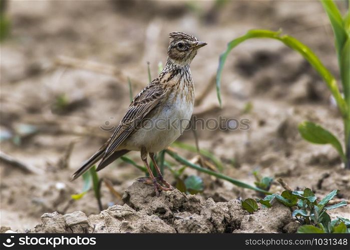A common skylark is searching for fodder on a field