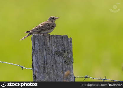 A common skylark is searching for fodder on a field