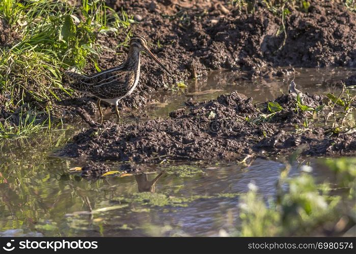 A common snipe is searching for fodder in the Beeder Bruch near Homburg in germany