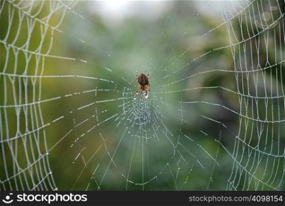 A common spider in the centre of its web in a garden in Kent, England