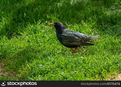 A common starling in the green grass, the bird looks up, sunny spring day
