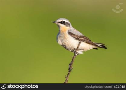 A common wheatear is searching for fodder