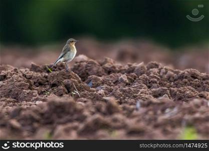 A common wheatear is searching for fodder