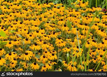 A common wild flower known as a Blackeyed Susan.