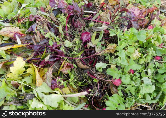 A compost heap with plant remains in the organic vegetable garden De Groentenhof in Leidschendam, Netherlands.