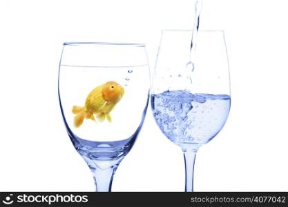 A conceptual shot of a goldfish in a glass water looking at water being poured into another glass