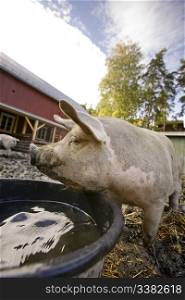 A content pig by a water bowl