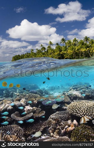 A coral reef in a tropical lagoon at Aitutaki in the Cook Islands in the South Pacific Ocean.